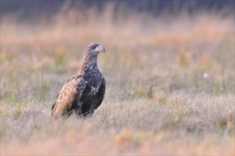 White-tailed Eagle (Haliaeetus albicilla) on an autumn meadow in the evening light