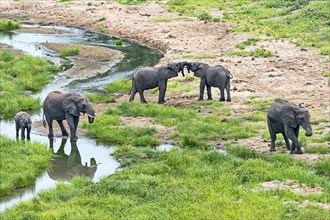 African Elephants (Loxodonta africana) at a river