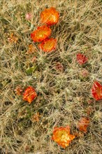 Maihueniopsis cactus (Maihueniopsis colorea)