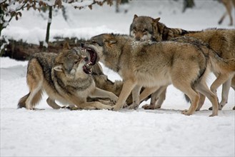 Fighting Wolves (Canis lupus) in the snow