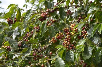 Coffee tree (Coffea)