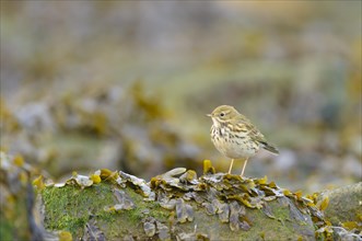 Meadow Pipit (Anthus pratensis) perched on a rock covered with seaweed