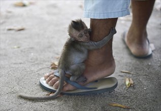 Young Northern pig-tailed macaque (Macaca leonina) clings to a leg