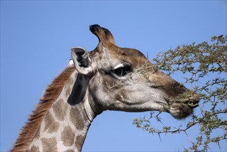 Giraffe (Giraffa camelopardalis) feeding on leaves of a camel thorn tree