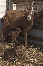 Mother goat with two newborn goatlings in the stable