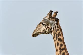 Giraffe (Giraffa camelopardalis)