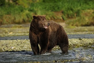 Brown Bear (Ursus arctos) standing in the river and waiting for salmon