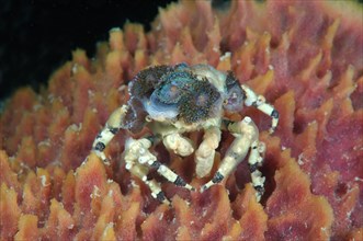 Tubercle spider crab (Cyclocoeloma tuberculata) with sea anemone