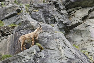 Alpine Ibex (Capra ibex)