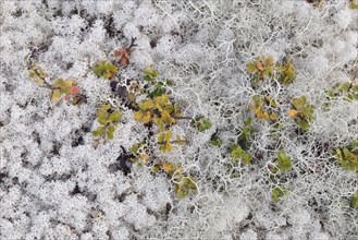 Overgrown ground with reindeer moss in a Fjell landscape