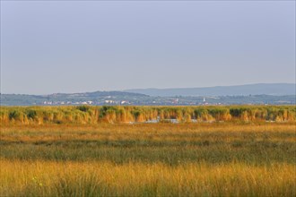 Reed beds on Lake Neusiedl in Illmitz
