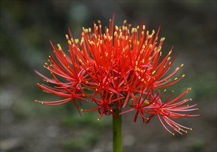 Flowering amaryllid (Amaryllidaceae)