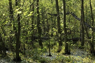 Alder swamp the Muritz National Park