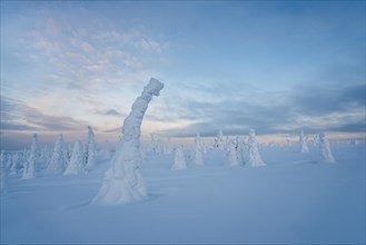 Snow-covered trees