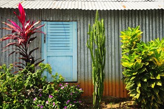 Corrugated iron hut with blue shutters