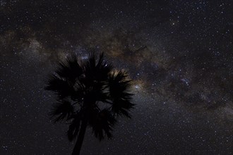 Silhouette of a palm tree in front of Milky Way in the African night sky