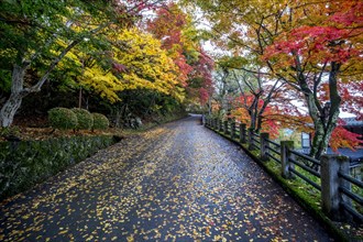 Autumn-colored trees and autumn leaves on the street