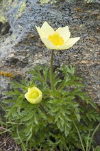 Alpine Anemone or Sulphur Anemone (Pulsatilla alpina ssp. Alpiifolia)