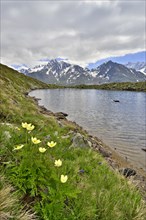 Alpine Anemones or Sulphur Anemones (Pulsatilla alpina ssp. apiifolia)