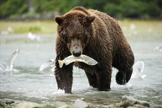 Brown Bear (Ursus arctos) crossing the river with salmon in its mouth