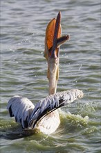 Great White Pelican (Pelecanus onocrotalus) positioning fish for swallowing
