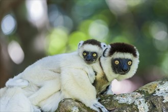 Verreaux's Sifaka (Propithecus verreauxi) mother with young on her back