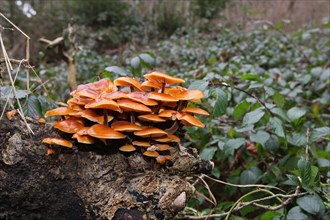 Enokitake or Winter Mushroom (Flammulina velutipes) growing on an old tree stump