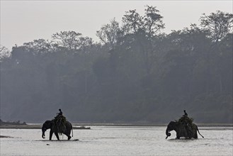 Mahouts crossing the East Rapti River with their elephants at Sauraha