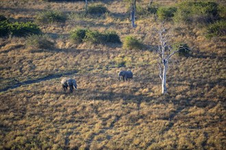 Two African elephants walking through dry grass