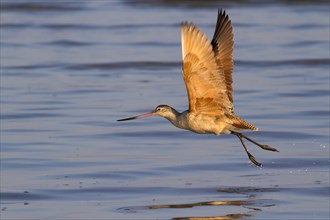Marbled godwit (Limosa fedoa) taking off from shallow water near the coast
