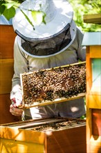 Beekeeper examines a comb with honeyBees (Apis) on his stock in the park