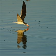 Black Skimmer (Rynchops niger) in flight fishing
