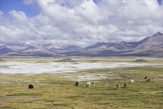 Llamas (Lama glama) in front of mountains