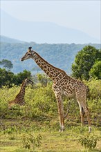 Giraffes (Giraffa camelopardalis)