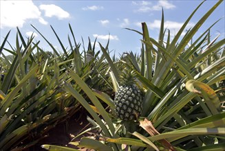 Unripe pineapple on a plantation