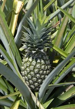 Unripe pineapple on a plantation