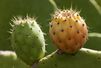 Prickly pears (Opuntia ficus-indica)