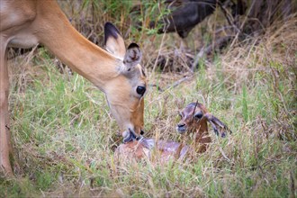 Impala (Aepyceros melampus) female immediately after birth