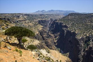 Socotra Dragon Tree or Dragon Blood Tree (Dracaena cinnabari) in front of a huge canyon on the Dixsam plateau
