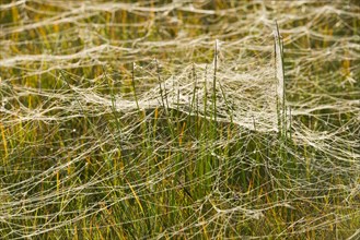 Cobwebs on a meadow
