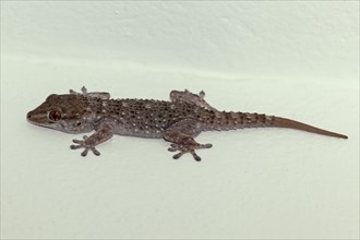 Tenerife Gecko (Tarentola delalandii)