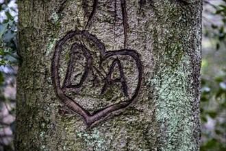 Heart carved in tree
