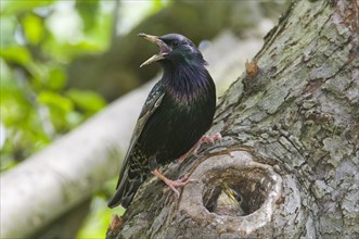 European starling (Sturnus vulgaris)