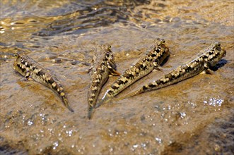 Four Barred Mudskippers (Periophthalmus argentilineatus) on a rock