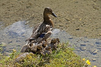 Duck with ducklings at Gruner See or Green Lake