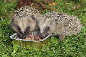 Hedgehog (Erinaceus europaeus)