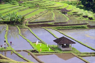 The famous rice terraces of Jatiluwih