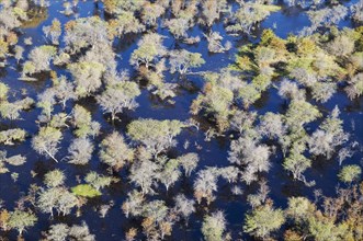 Dead Mopane Trees (Colophospermum mopane) in a freshwater marsh