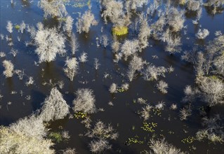 Dead Mopane Trees (Colophospermum mopane) in a freshwater marsh