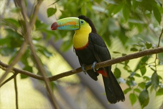 Keel-billed Toucan (Ramphastos sulfuratus) perched on a tree branch